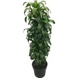 Betonish Dracaena Fragrans 'Dorado'