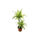 Betonish Dracaena Fragrans 'Lemon Lime'