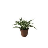 Betonish Dracaena Fragrans 'White Jewel'