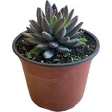 Betonish Echeveria Agavoides 'Black Swan' (Sukulent)