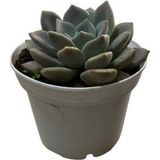 Betonish Echeveria 'German Champaign' (Sukulent)
