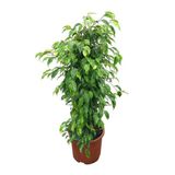 Betonish Ficus Benjamina ‘Anastasia’ (Kauçuk Çiçeği)
