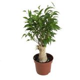 Betonish Ficus Benjamina 'Natasja' (Kağuçuk Çiçeği)