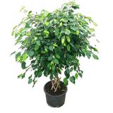 Betonish Ficus Benjamina (Örgülü Kauçuk Çiçeği)