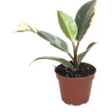 Betonish Ficus Elastica 'tineke' (Kauçuk Çiçeği)
