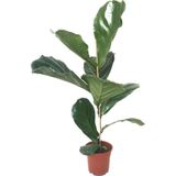 Betonish Ficus Lyrata (Keman Yapraklı Kauçuk Çiçeği)
