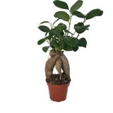 Betonish Ficus Microcarpa 'Bonsai'