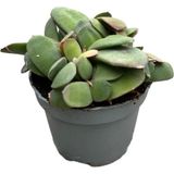 Betonish Gasteria Glomerata (Sukulent)