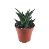 Betonish Haworthia Limifolia (Sukulent)