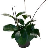 Betonish Hoya Australis (Mum Çiçeği)