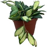 Betonish Hoya Burtoniae 'Variegata' (Mum Çiçeği)