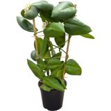 Betonish Hoya Calycina 'Stargazer' (Mum Çiçeği)
