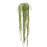 Betonish Hoya Linearis (Mum Çiçeği)