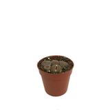 Betonish Lithops Mix (Taş Kaktüs)