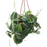 Betonish Maranta Leuconeura 'Lemon Lime' (Dua Çiçeği)
