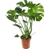 Betonish Monstera Deliciosa (Deve Tabanı)