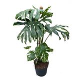 Betonish Monstera Deliciosa 'thai Constellation' (DEVE TABANI)