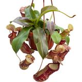 Betonish Nepenthes 'Gaya' (Su İbriği Bitkisi)