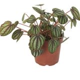 Betonish Peperomia Albovittata