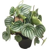 Betonish Peperomia Argyreia