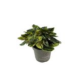 Betonish Peperomia Caperata 'Buenos Aires' (Zümrüt Dalgası Çiçeği)