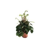 Betonish Peperomia Caperata 'Emerald Ripple'