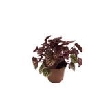 Betonish Peperomia Caperata 'Metallic Ripple' (Zümrüt Dalgası Çiçeği)