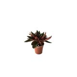 Betonish Peperomia Caperata (Zümrüt Dalgası Çiçeği)