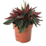 Betonish Peperomia Caperata