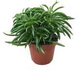 Betonish Peperomia Nivalis