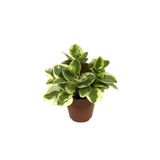 Betonish Peperomia Obtipan 'Bicolor'
