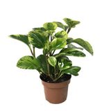 Betonish Peperomia Obtusifolia 'Marble' (Zümrüt Dalgası Çiçeği)