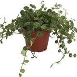 Betonish Peperomia Prostrata (Kaplumbağa Kabuğu Çiçeği)