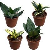 Betonish Sansevieria (4'lü Set)