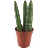 Betonish Sansevieria Cylindrica (Paşa Kılıcı)