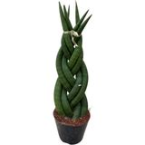 Betonish Sansevieria Gevlochten (Paşa Kılıcı)