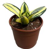 Betonish Sansevieria ‘Golden Hahnii’ (Paşa Kılıcı)