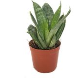 Betonish Sansevieria 'Green Hahnii' (Paşa Kılıcı)