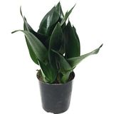 Betonish Sansevieria Jade (Paşa Kılıcı)