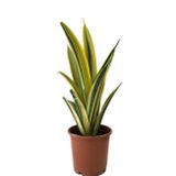 Betonish Sansevieria Trifasciata 'Gold Flame' (Paşa Kılıcı)