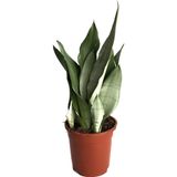 Betonish Sansevieria Trifasciata 'Moonshine' (Paşa Kılıcı)
