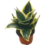 Betonish Sansevieria 'Yellow Stripe' (Paşa Kılıcı)