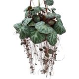 Betonish Saxifraga Stolonifera (Gelin Teli Çiçeği)