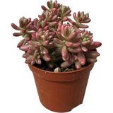 Betonish Sedum Rubrotinctum ‘Aurora’ (Sukulent)