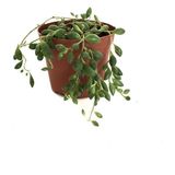Betonish Senecio Rowleyanus (Tesbih Çiçeği)