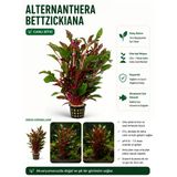 Betzickiana Red Canlı Bitki