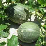 Bey Baharat + 20 Adet Hasanbey Kavun Tohumu + Sürpriz Tohum