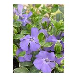 Beyaz Alaca Yapraklı Vinca Major Variegata Cezayir Menekşesi 20-40CM