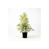 Beyaz Alacalı Benjamin Bitkisi 1 Adet Saksılı 30-60Cm İç/Dış Mekan Bitkisi, BTS001NA2790
