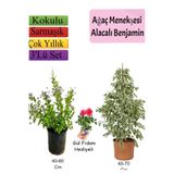 Beyaz Alacalı Benjamin Bitkisi+ Ağaç Menekşesi (Duranta)+ Gül Fidanı Hediyeli